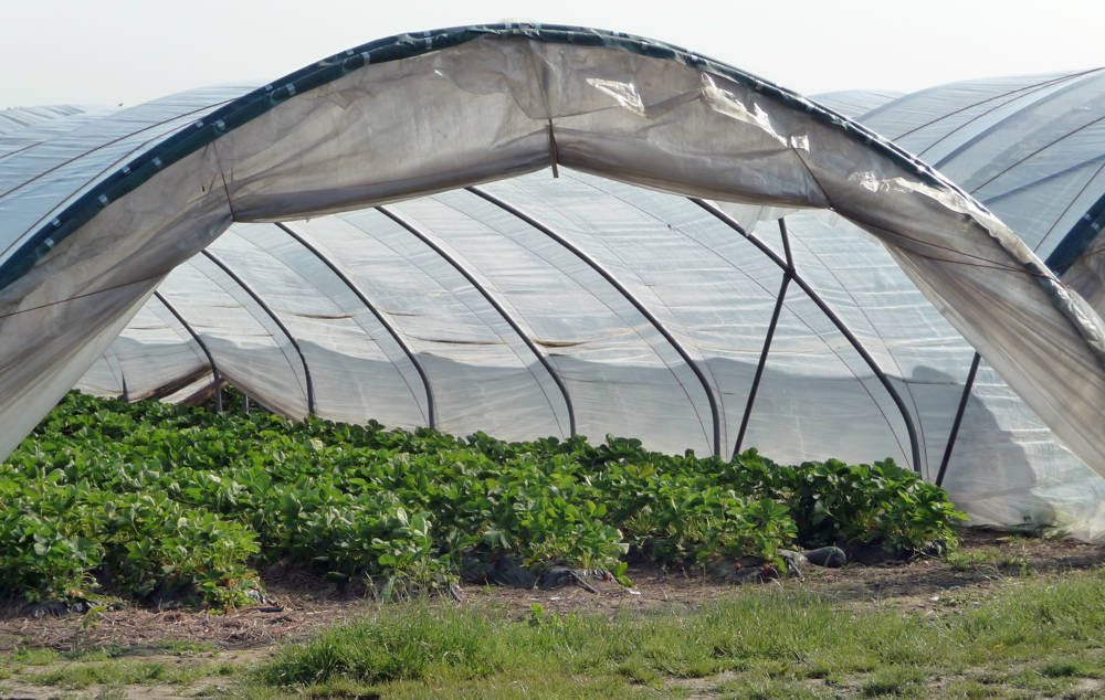 Abbildung 1: Folientunnel